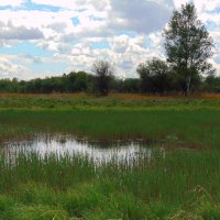 Однажды летом. :: nadyasilyuk Вознюк