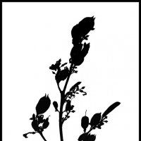 Засохшая ветка сирени. :: Михаил Малец