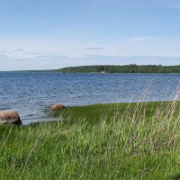 Финский залив :: Александр Ильчевский Финский залив :: Александр Ильчевский