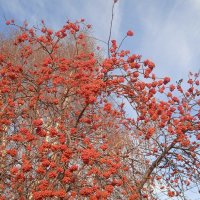 такой разный ноябрь :: Елена Шаламова