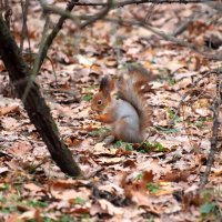 В парке :: Андрей Л. В.