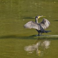 Баклан :: Jakob Dick