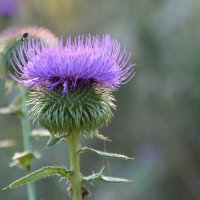 Чертополох :: Надежда Куркина 