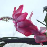 Декабрист :: Freddy 97