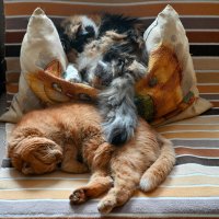 Девочки :: Вадим 