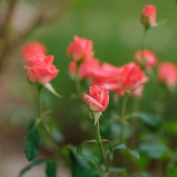 *** :: Иваннович *