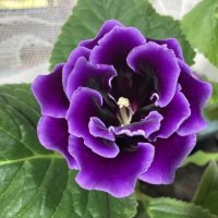 Как бархат :: Ольга Савельева 