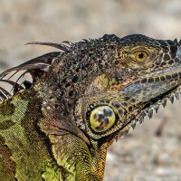 *** :: Viktor Makarov