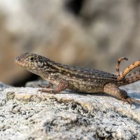 *** :: Viktor Makarov