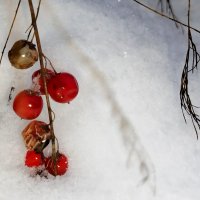 Ягодки спаржи :: светлана льдокова
