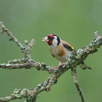 прилетал щегол... :: Andrey Bragin 