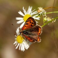 опять про бабочек...223 :: Александр Прокудин