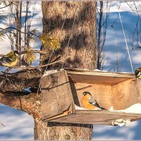 Морозный денёк... :: Aquarius - Сергей