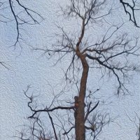 Дерева вы мои, дерева... :: Валентина  Нефёдова 