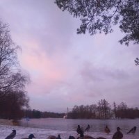 Утки на рассвете :: Сапсан 