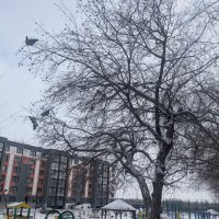 Декабрь :: Андрей Хлопонин