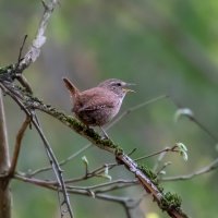 Крапивник :: Владимир Лазарев