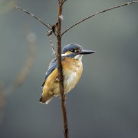 Зимородок. :: Alexander Amromin