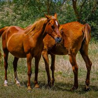 *** :: Aleksey Afonin