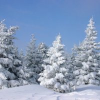 Прогулки по зимнему лесу :: Галина Ильясова