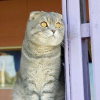 Летают... :: Галина Нестратова