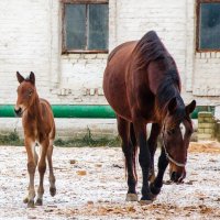 Локотской конезавод Брянская область. :: Галина Ложечникова