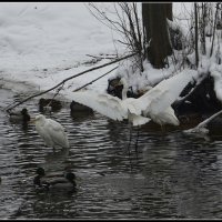 *** :: Aleksandr Gal