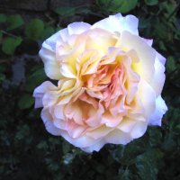 Глория  Дей :: Валентин Семчишин