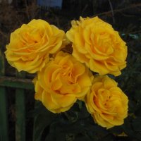 Жёлтые  розы :: Валентин Семчишин