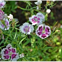 Гвоздика :: Ната57 Наталья Мамедова