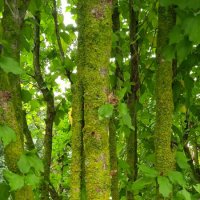 роща в Новороссийске :: Елена Шаламова