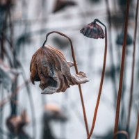 Есть особое очарование в высохших лотосах, красота которых кроется не в цвете, а в форме и линиях :: Дмитрий 