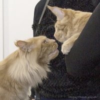 ,,, :: Светлана Ищенко