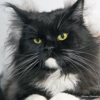 Фото с выставки :: Светлана Ищенко