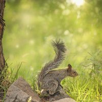 Перуаночка :: Svetlana Galvez