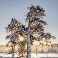 Про Питер :: Владимир Колесников