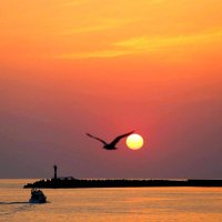 На вечернюю прогулку :: Валерий 