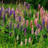 ЛЮПИНОВОЕ  РАЗНОЦВЕТЬЕ. :: Галина 