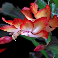 *** :: Игорь Kуленко