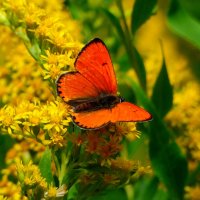 опять про бабочек...227 :: Александр Прокудин