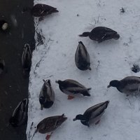 Утки :: Сапсан 