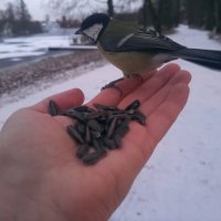 Синица :: Сапсан 