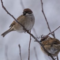 *** :: Виктор Иванович Чернюк