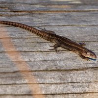 Живородящая ящерица :: Владимир Лазарев