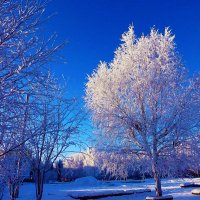 Январь...Мороз .Дерево в инее! :: Владимир 