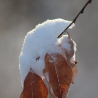 Этюд :: Любовь Сахарова