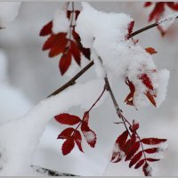 Зимний этюд :: Любовь Сахарова