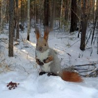 "Скромница" :: Ирина *