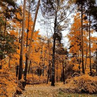 Прощальная краса. :: Ольга 