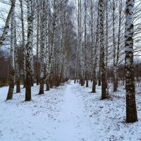 Новочебоксарск. Зимние берёзы Ельниковской рощи. :: Пётр Чернега